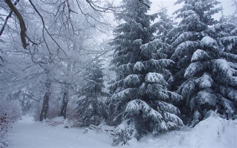 Winter Forest Trees Snow Landscape Gs Wallpaper