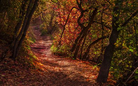 Download Wallpaper 1920x1200 Forest Trail Leaves Dry Autumn