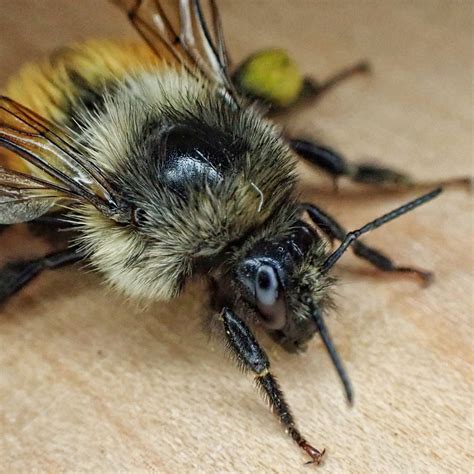 Bombus Melanopygus Black Tailed Bumble Bee 10000 Things Of The