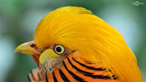 50 Beautiful Exotic Birds Photos Wallpaper