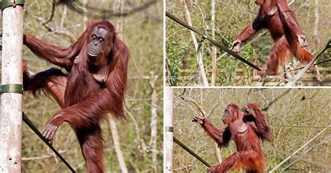 In Pictures Incredible Moment Orangutan Walks Along Tightrope At
