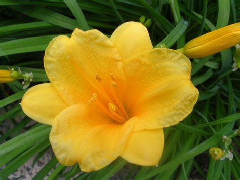 How To Keep Stella De Oro Daylilies Blooming All Season Dengarden