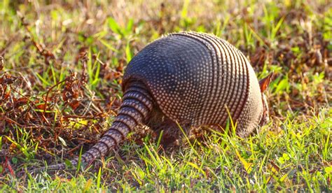 Cannundrums Nine Banded Armadillo