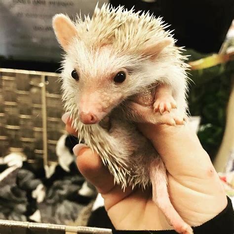 Choose from variety of small pets for sale. Hedgehog Animals For Sale | Houston, TX #288014 | Petzlover