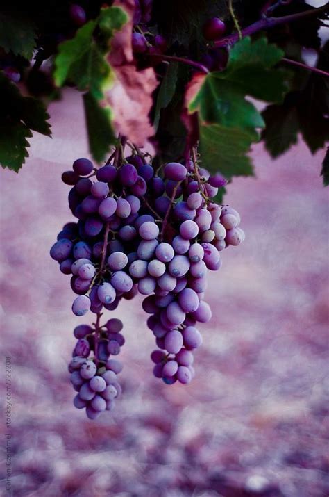 Grape Vine With Purple Grapes Foça Aegean Turkeyby Canan