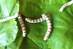 Tarrinas gusano de seda (Bombyx mori) - Bichosa