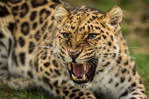 Good News Rarest Big Cat On Earth The Amur Leopard