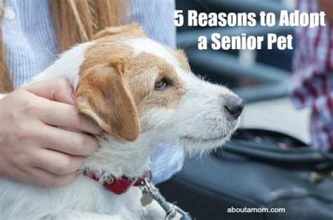 5 Reasons To Adopt A Senior Pet About A Mom