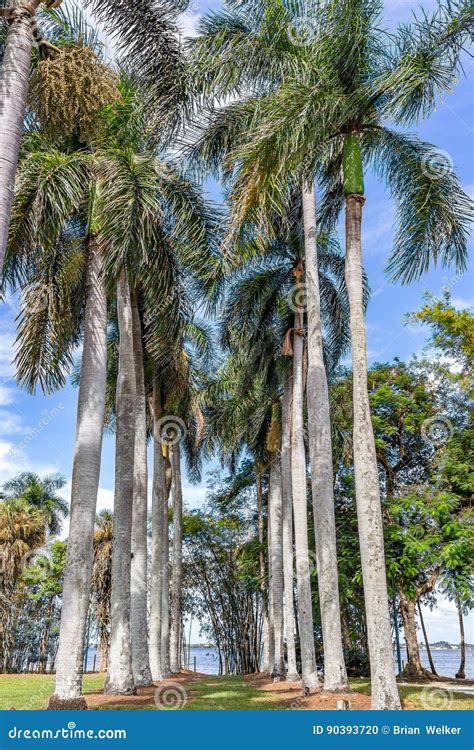 Palm Trees In South Florida Stock Photo Image Of Botanical Southern