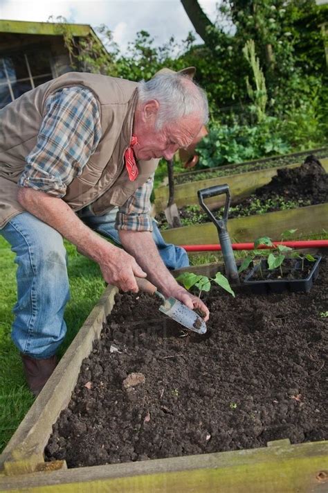 Senior Man Planting Seedlings In Garden Stock Photo Dissolve