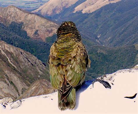 Free Images Nature Snow Mountain Range Wildlife Eagle Alpine