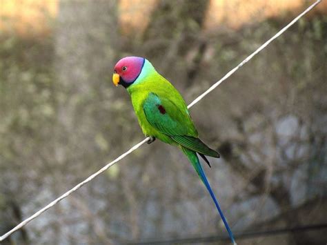 Plum Headed Parakeet Parakeet Cute Birds Parakeets As Pets