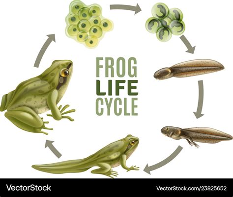 Frog Life Cycle Infographic Diagram Stock Vector Illustration Of