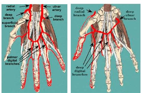 Hand Arterial Anatomy Anatomy Book The Best Porn Website