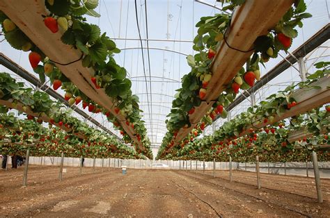 Strawberry Fields Are Forever In The West Bank And Gaza Archive Us