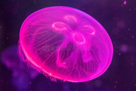 Chesapeake Bay Jellyfish 3 Species Seanettles Chrysaora Quinquecirrha