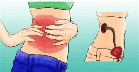 Kidney pain and back pain can be difficult to distinguish, but kidney pain is usually deeper and higher in the and back located under the ribs while the muscle. Are The Kidneys Located Inside Of The Rib Cage / Human ...