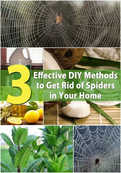 3 Effective Diy Methods To Get Rid Of Spiders In Your Home Get Rid Of