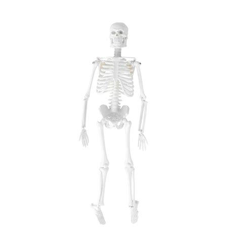 Human Skeleton Model Medical Anatomical Study Model With Removable