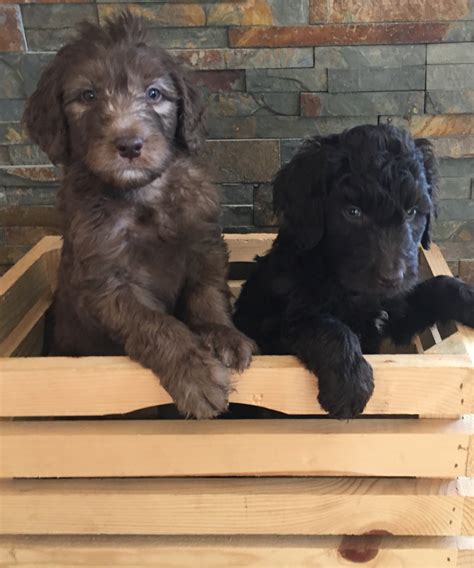 Why buy a goldendoodle puppy for sale if you can adopt and save a life? Goldendoodle Puppies For Sale | La Crosse, WI #260428