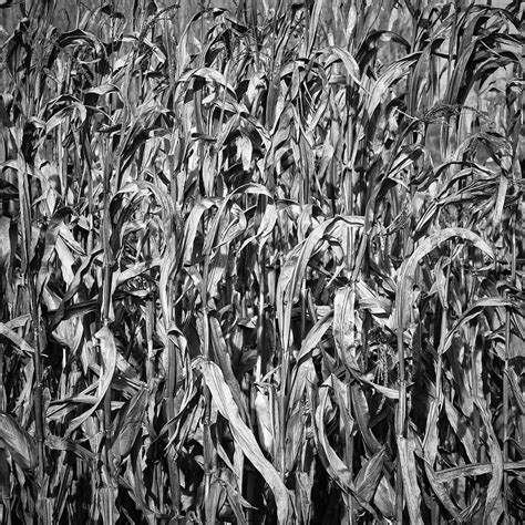 Corn Fields Details Photograph By Guido Montanes Castillo