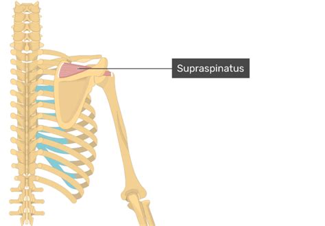 Supraspinatus Muscle Attachments Actions And Innervation