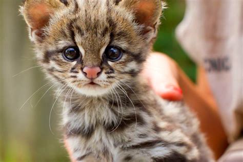 Leopardus Guttulus New Species Of Wild Cat From Brazil Biology Sci