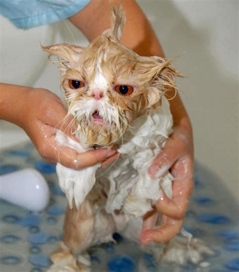 22 Hilarious Pictures Of Wet Cats Cat Care Cats Wet Cat