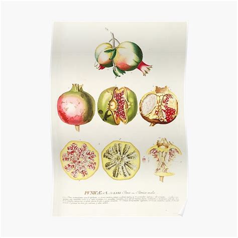 Anatomy Of A Pomegranate Botanical Illustration Poster For Sale By Chimakingthings Redbubble