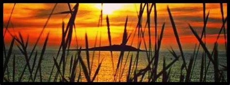 Beach Sunset Plants Beauty And Nature Facebook Cover Photo Fb