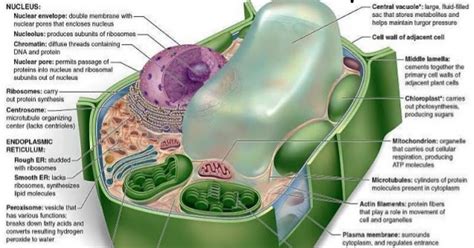 Do plant cells have structure. Living World: Plant Cell Anatomy