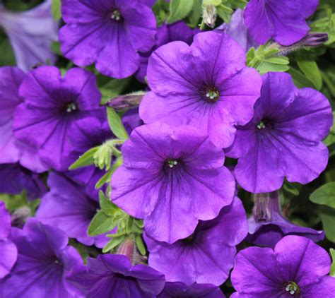 Images Gratuites La Nature Violet Pétale Floraison été Fermer