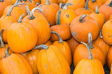 Art Autumn Pumpkin Thanksgiving Background — Stock Photo