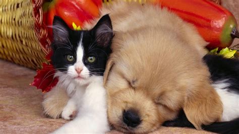 Have a look at some of the amazing and cute pictures of puppies and kittens that will surely melt your heart. Pictures Of Cute Puppies And Kittens Together - YouTube