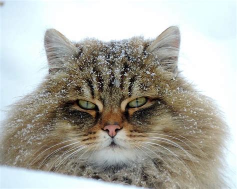 20 Incredible Pictures Of Glorious Siberian Farm Cats