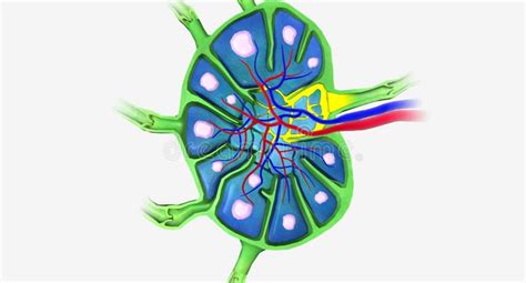 Lymph Nodes Are Bean Shaped Organs Distributed Along The Lymphat Stock