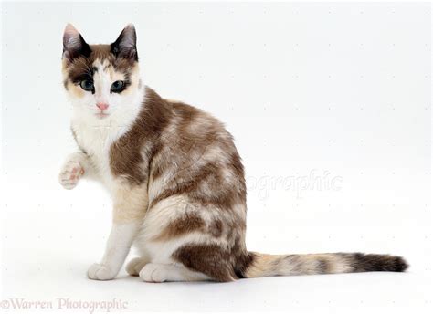 It is the chromosomes that determine the gender of the cat. Chocolate-tortoiseshell-and-white cat photo WP15548