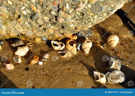 Group Of Sea Shells On Beach Stock Image Image Of Shells Beach 48591919