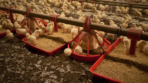 Perdue Cuts Way Back On Use Of Antibiotics On Chickens