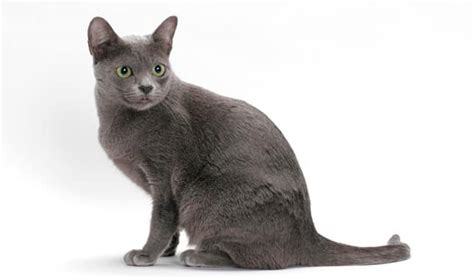 korat cat purrfect cat breeds