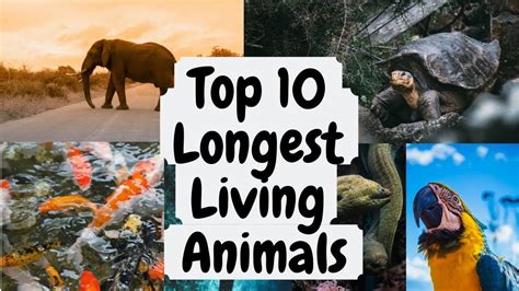 Top 10 Longest Living Animals In The World By Learning A To Zlearning