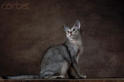 Black Silver Abyssinian Cat Photo By Yann Arthus Bertrand Abyssinian