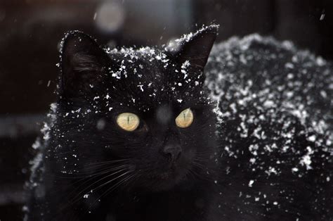 Black Short Coated Cat With Snow Flakes Hd Wallpaper Wallpaper Flare
