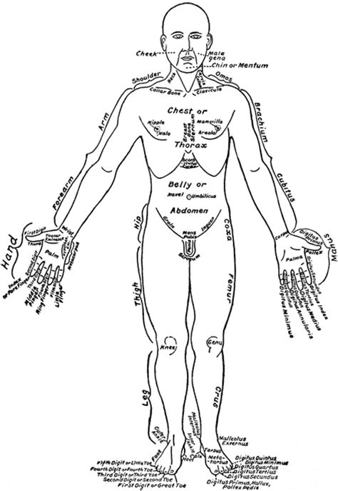 front view   parts   human body labeled  english  latin