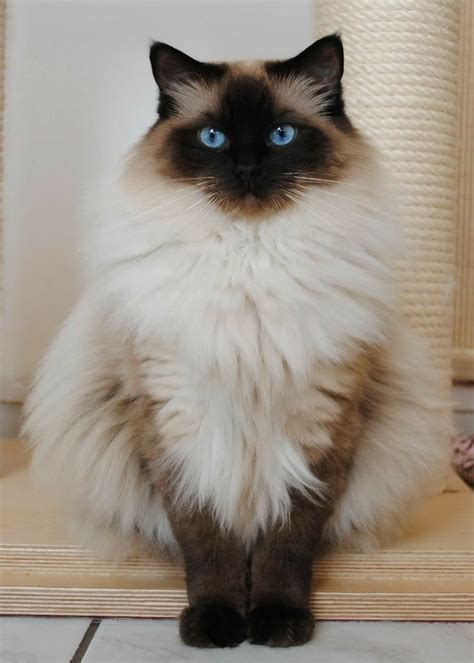 So Very Beautiful Gorgeous Cats Fluffy Cat Breeds Beautiful Cats