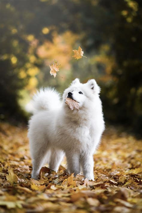 Autumn Samoyed Cute Cats And Dogs Cute Dogs Samoyed Puppy