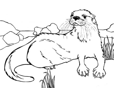 Https://tommynaija.com/coloring Page/animal Realistic Otter Coloring Pages