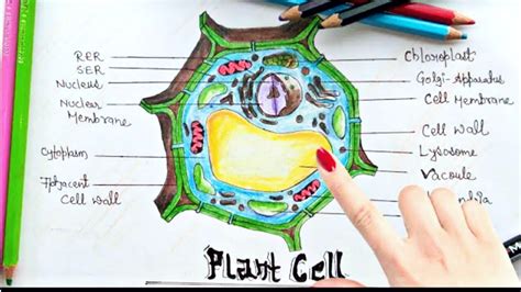 How To Draw Plant Cell Step By Step Tutorial For Project Work And