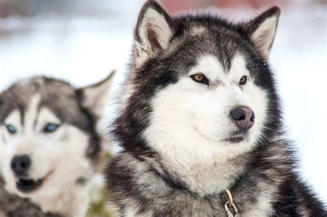 Husky Siberiano Características Temperamento Cuidados Cumbre Pueblos