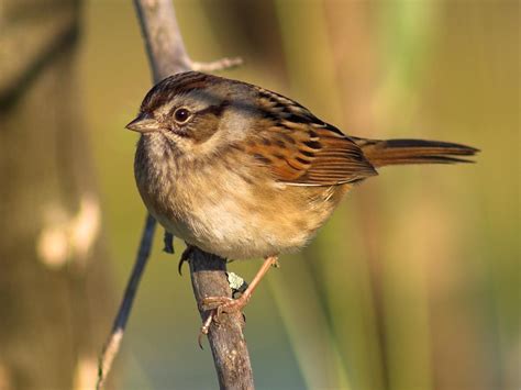 Swamp Sparrow Found In The Eastern United States
